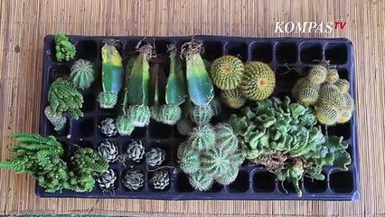 Bisnis Tanam Kaktus Mini Yang Memikat Hati