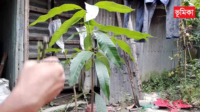 mango grafting techniques | mango grafting root