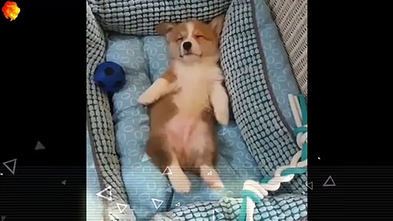 Cute animals