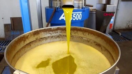 Balıkesir çevreci yakıt zeytin çekirdeklerine, yunanistan'dan sonra almanya da talip