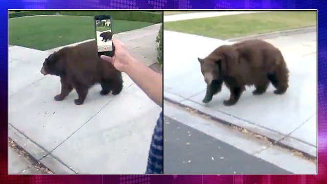 Hungry Bear Roams California Streets