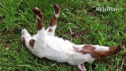 প্রানীদের এই আচরন গুলোর ব্যাখ্যা বিজ্ঞান ও দিতে পারেনি ! অবাক হবেন আপনিও