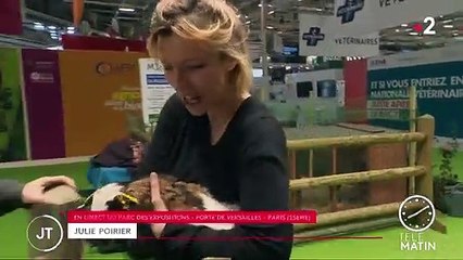 Salon de l'agriculture : le franc succès de la ferme pédagogique