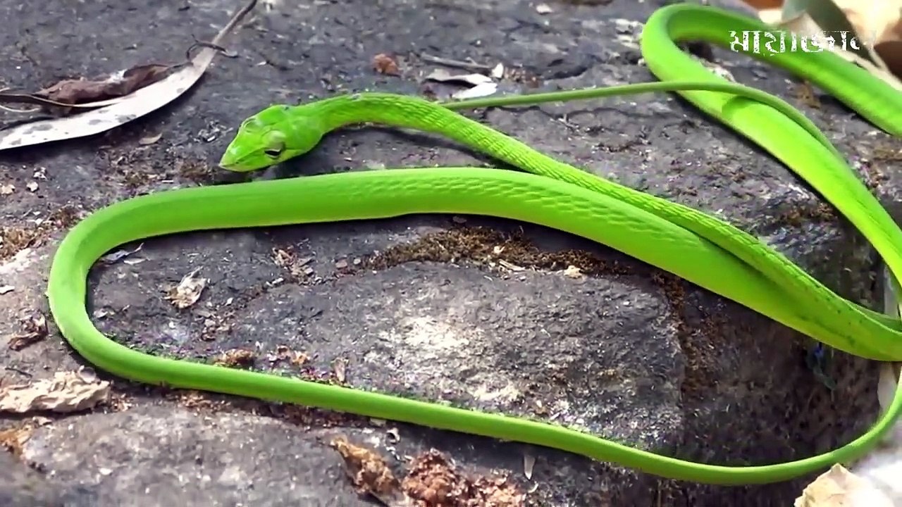 Most uncommon snakes in the world || এই সাপ গুলো দেখলে অবাক হবেন আপনিও||  পৃথিবীর সবথেকে আনকমন ৭ টি সাপ