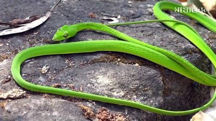 Most uncommon snakes in the world || এই সাপ গুলো দেখলে অবাক হবেন আপনিও||  পৃথিবীর সবথেকে আনকমন ৭ টি সাপ