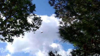 Falcon glide over 1 spot - very low - right in front of the camera !