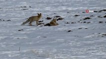 Kars'ta tilkilerin yiyecek arayışı kameralara böyle yansıdı