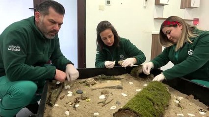Kocaeli timsah yiyen kaplumbağalar, ormanya'da bakıma alındı