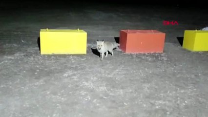 Sivas fabrika yakınlarına gelen tilkiye ekmeğini verdi