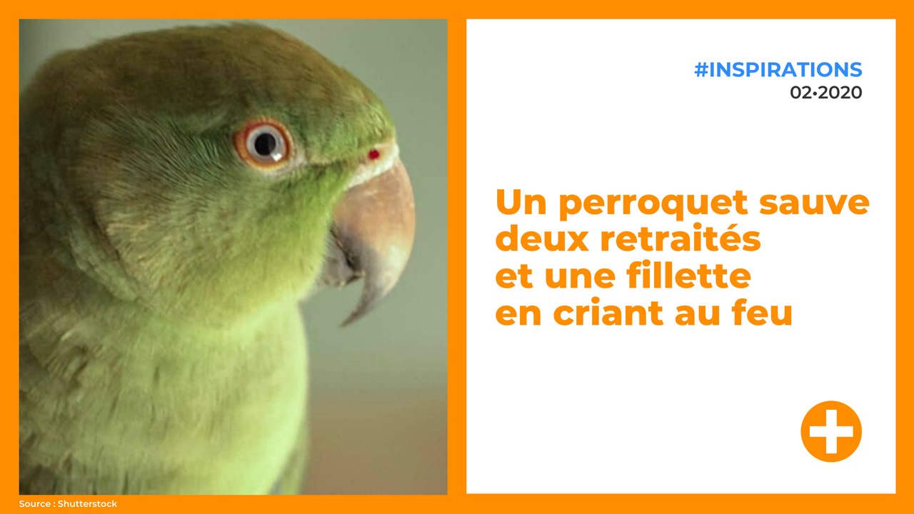 Un perroquet sauve deux retraités  et une fillette  en criant au feu
