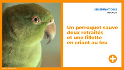 Un perroquet sauve deux retraités  et une fillette  en criant au feu