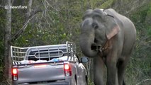 Wild elephant stops traffic and steal food from passing vehicle in Thailand