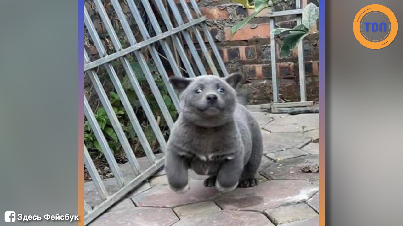 Chat ou chien ? Une nouvelle photo perturbe les internautes