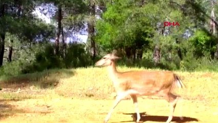 Fotokapana vaşak, alageyik, karakulak ve yabankeçisi takıldı