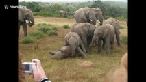 Baby elephants roll about during adorable playtime in South Africa