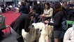 Great Pyrenees at French Dog Show (Toulouse 2020 Expo Canine)