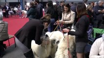 Great Pyrenees at French Dog Show (Toulouse 2020 Expo Canine)