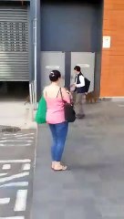 Australia: un mono crea un caos tras escapar del centro médico donde le harían una vasectomía