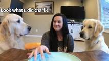 Bir şeyler yiyormuş gibi yapan kadın ve köpeklerinin komik tepkileri