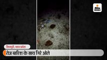 शिवपुरी के 7 गांवों में ओले-बारिश से धनिया की फसल पूरी तरह चौपट; गेहूं, चना और मसूर में 50% तक नुकसान