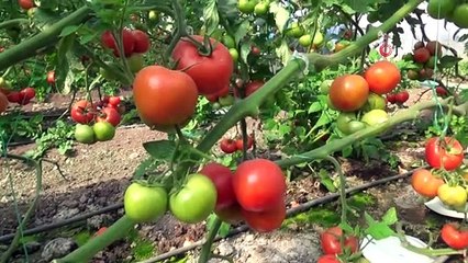 Domates üreticilerine Rusya'dan güzel haber