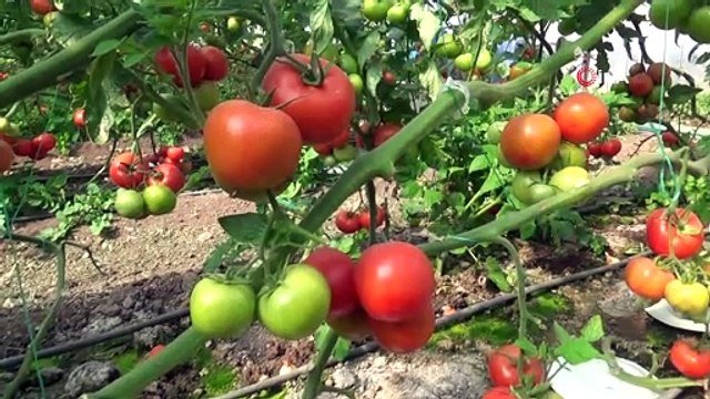 Domates üreticilerine Rusya'dan güzel haber