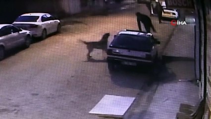 Köpeklerin saldırısından kurtulduğu aracın üstünden yere böyle düştü
