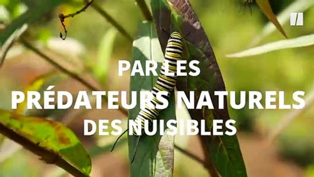 Cette technique agricole naturelle veut réduire les pesticides dans votre assiette