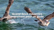 Deux mouettes se battent pour attraper ce jouet intime