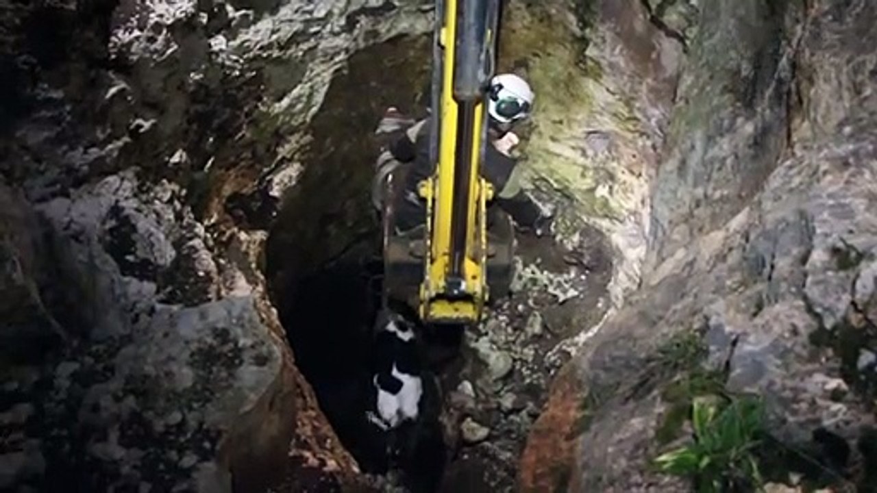 Syrie: les Casques blancs au secours d'une vache tombée dans un puits
