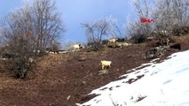 Tunceli keçilerini beslemek için her gün 8 kilometre yol gidiyor