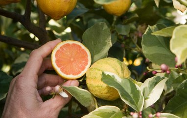 Pink Lemons Really Exist—and You Can Find Them at Trader Joe’s