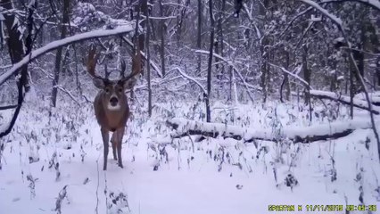 Wisconsin’s Potential State-Record Buck