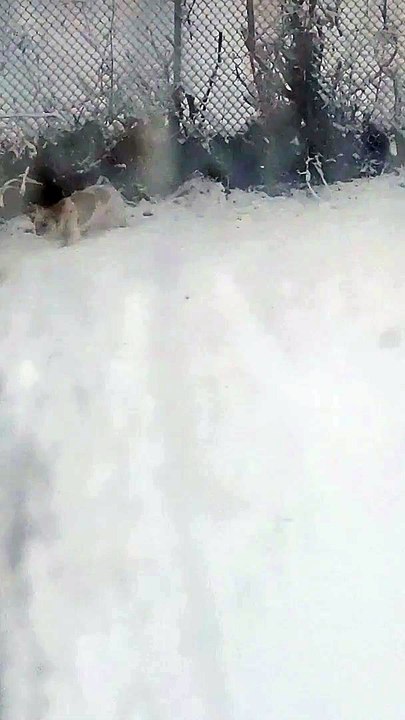 Dog Slips and Falls While Running Too Fast