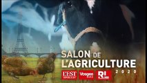 Salon de l’agriculture : tours de piste avec les chevaux de trait comtois