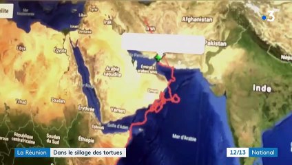 La Réunion : bardée de capteurs, la tortue Tina fournit de précieuses informations aux scientifiques