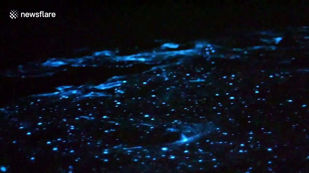 Australian photographer films 'magical' moment bioluminescent algae sparkles in the rain