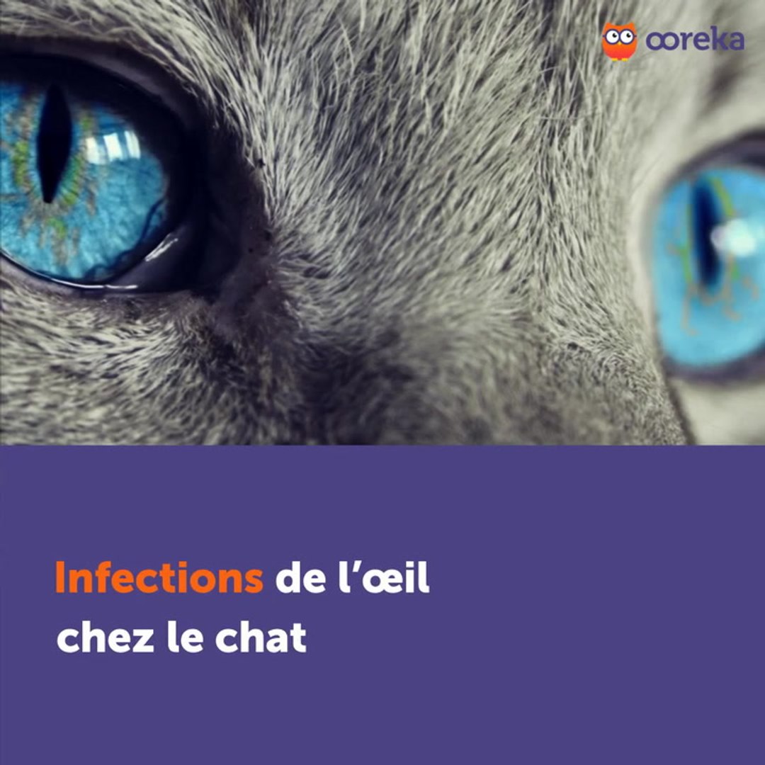 Infections de l'oeil chez le chat, image size:1080x1080
