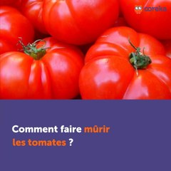Comment faire mûrir les tomates