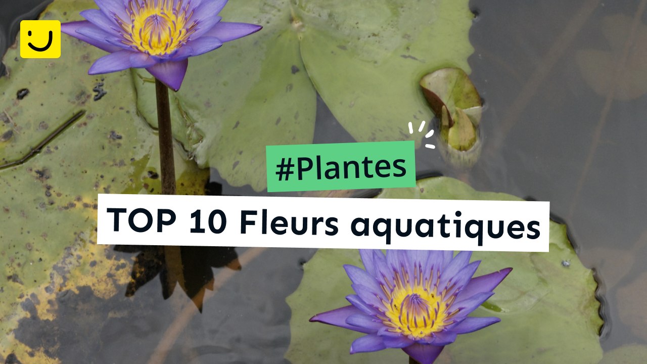 10 fleurs aquatiques
