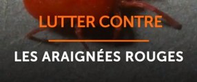 Lutter contre les araignées rouges