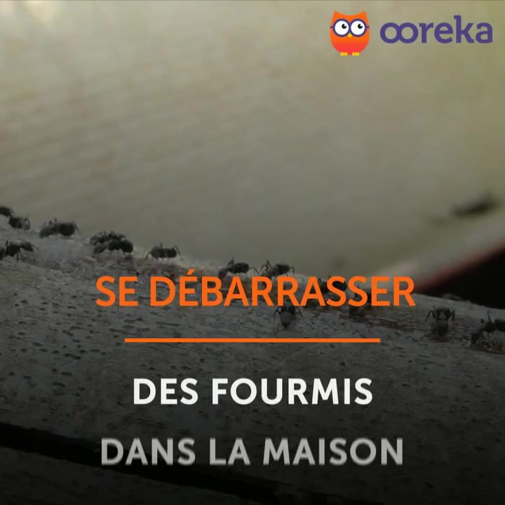 Se débarrasser des fourmis