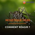Piqûre de moustique tigre