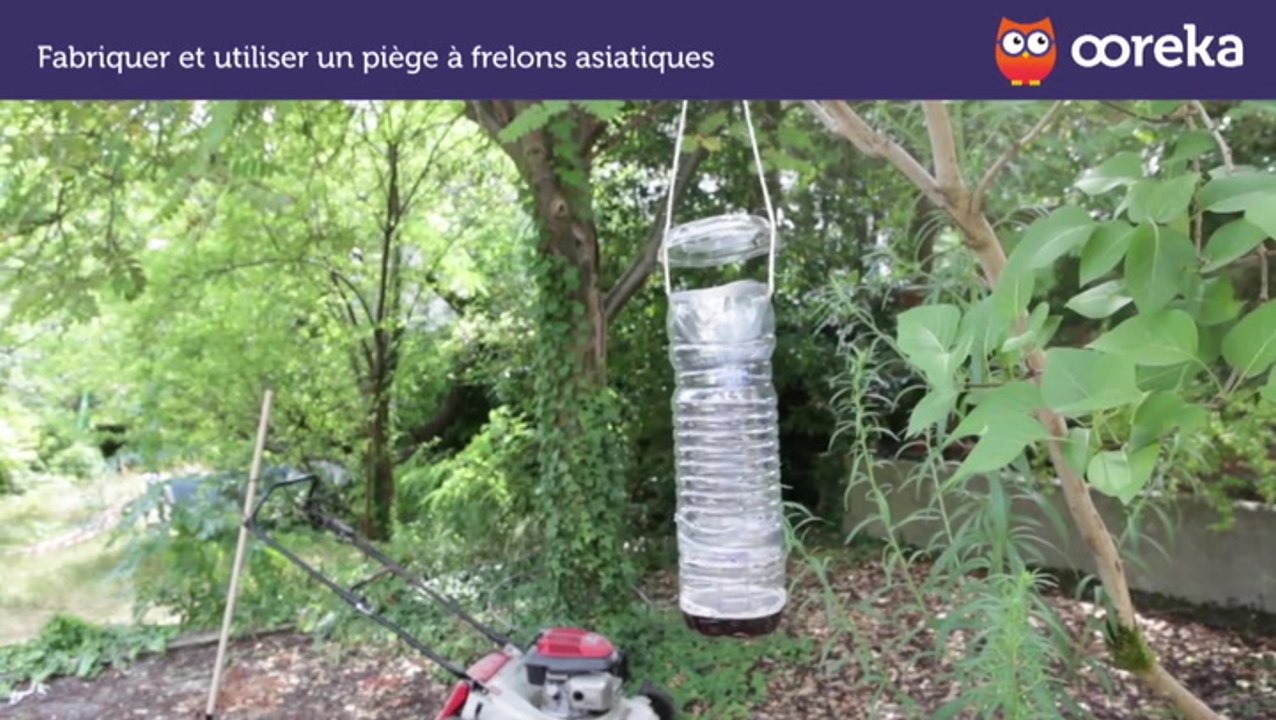 Fabriquer et utiliser un piège à frelons asiatiques