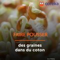 Faire pousser des graines dans du coton