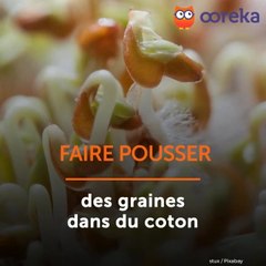 Faire pousser des graines dans du coton