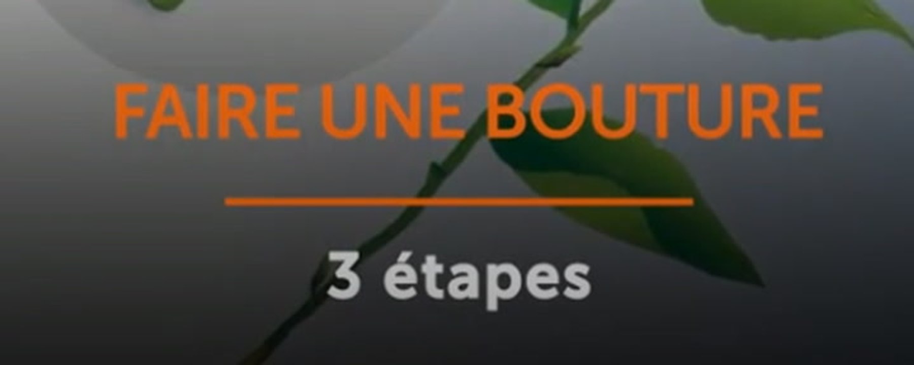 Faire une bouture