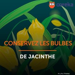 Conservez les bulbes de jacinthe