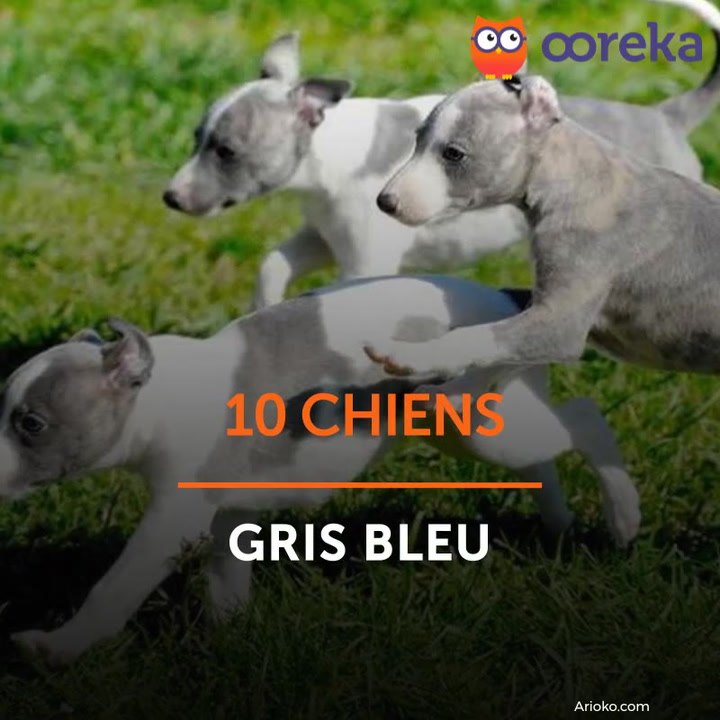 10 chiens gris bleu