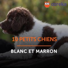 10 petits chiens blanc et marron